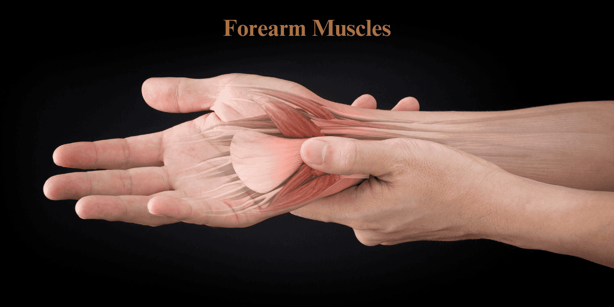 Forearm Muscles